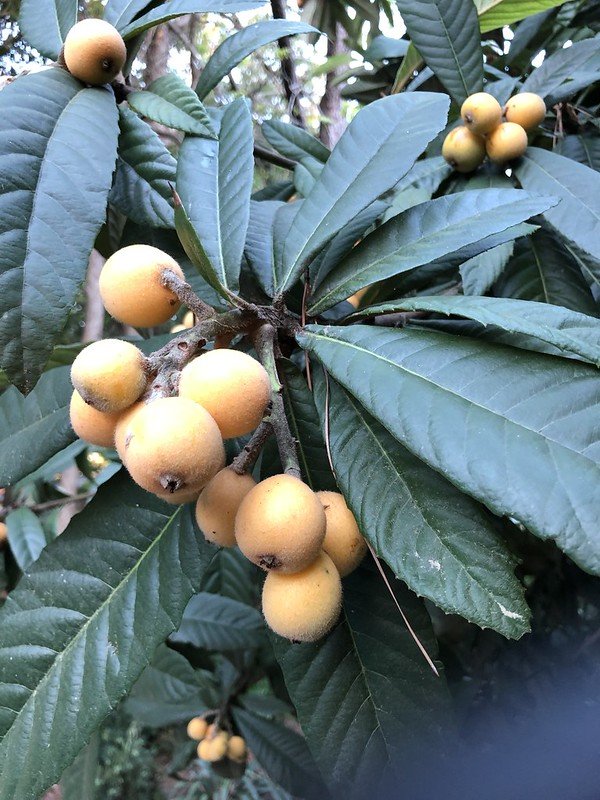 What is Loquat? Powerful Loquat Fruit Benefits Loquat tree leaves